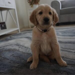 Cooper